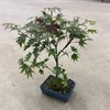 ACER 19 CM PURPUREUM BONZAI 1X1